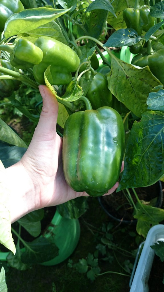 paprika i växthuset