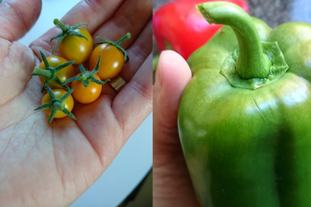 skörd tomater och paprika