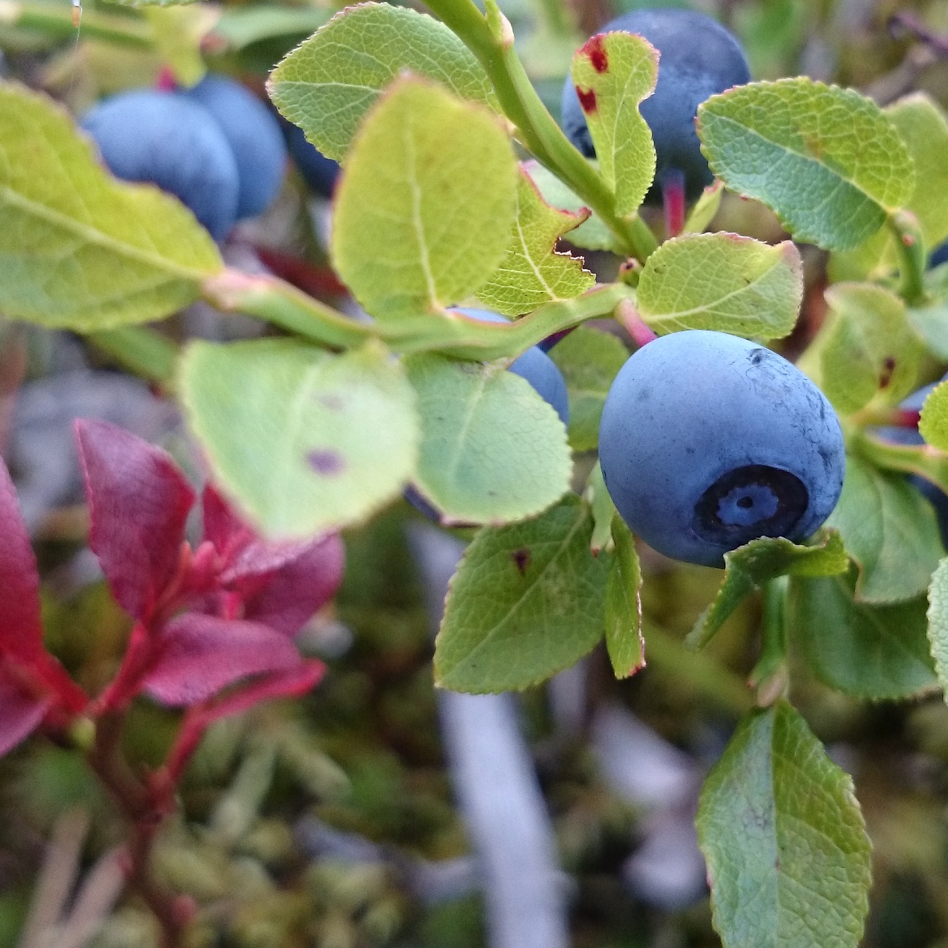 wp-1408856517643 image