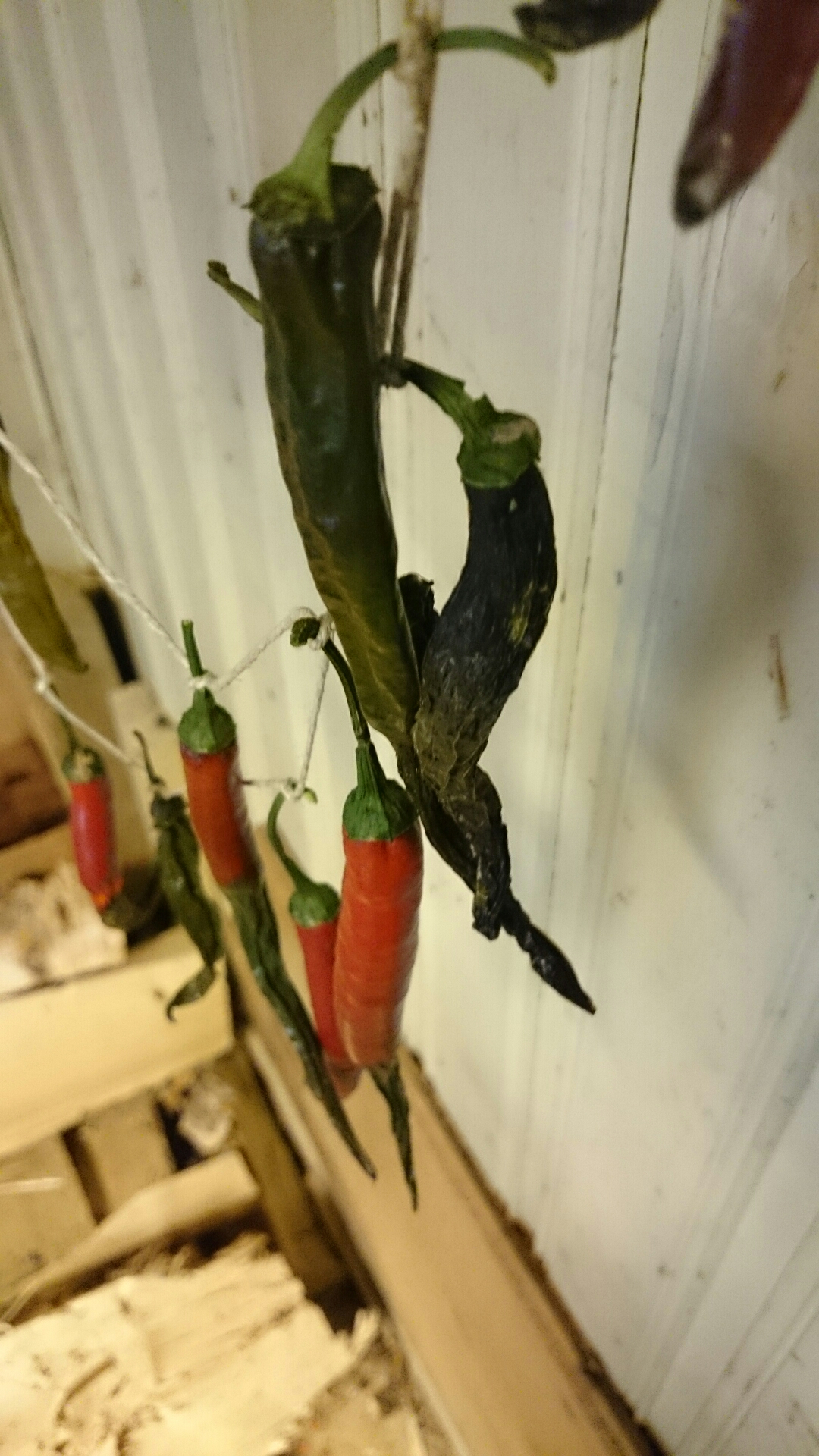 wp-1413293164148 image