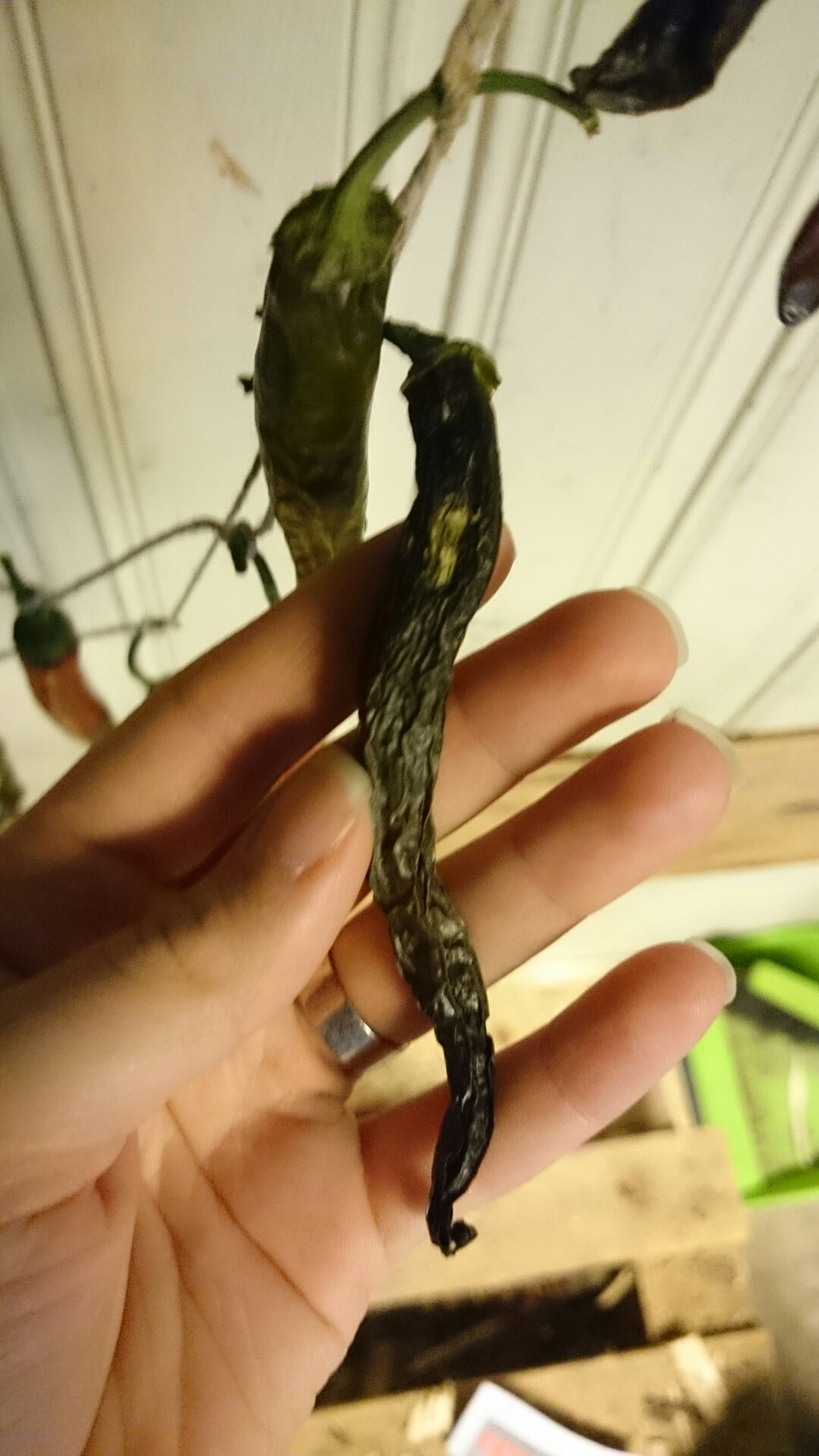 wp-1413293393828 image