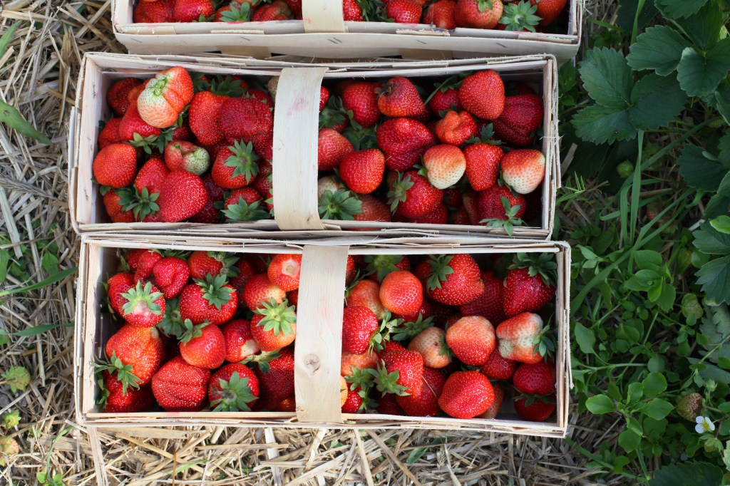 jordgubbar strawberries
