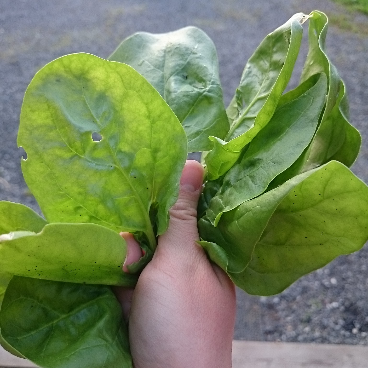 wp-1438025145816 image