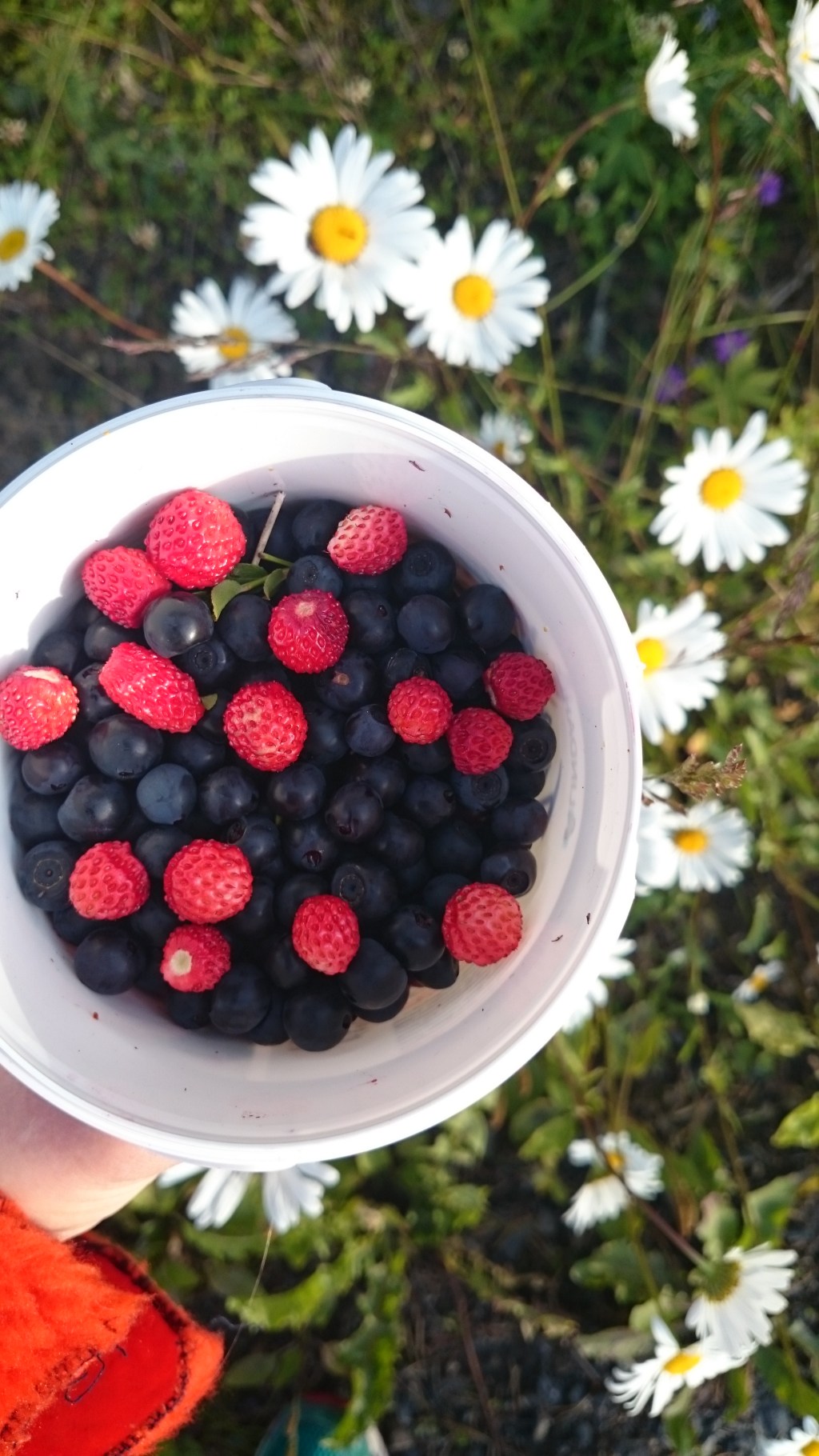 blåbär superbär dietistblogg