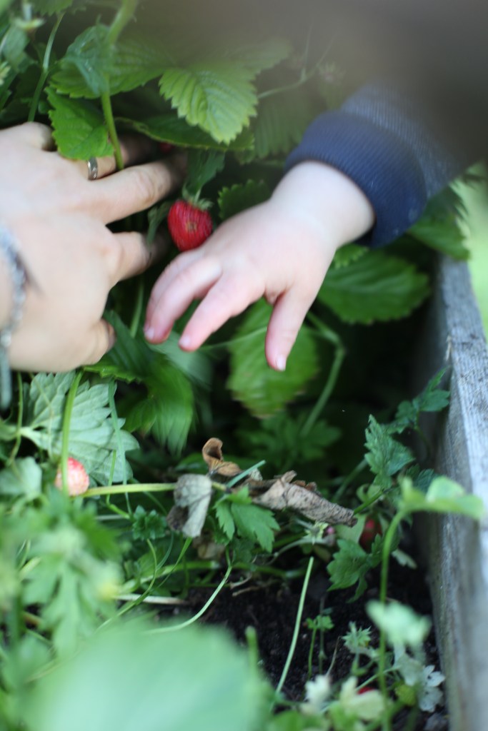 smultron bästa Annica LÅngvall bästa hälsoblogg