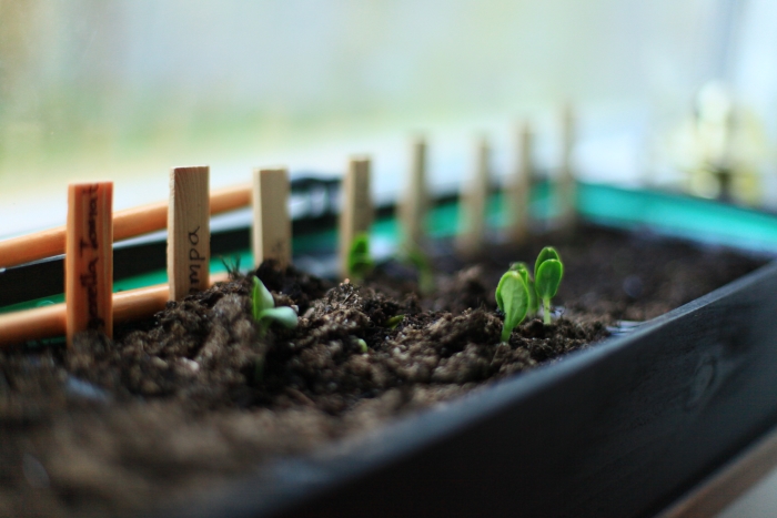 De första spirande tecknen på&nbsp;liv