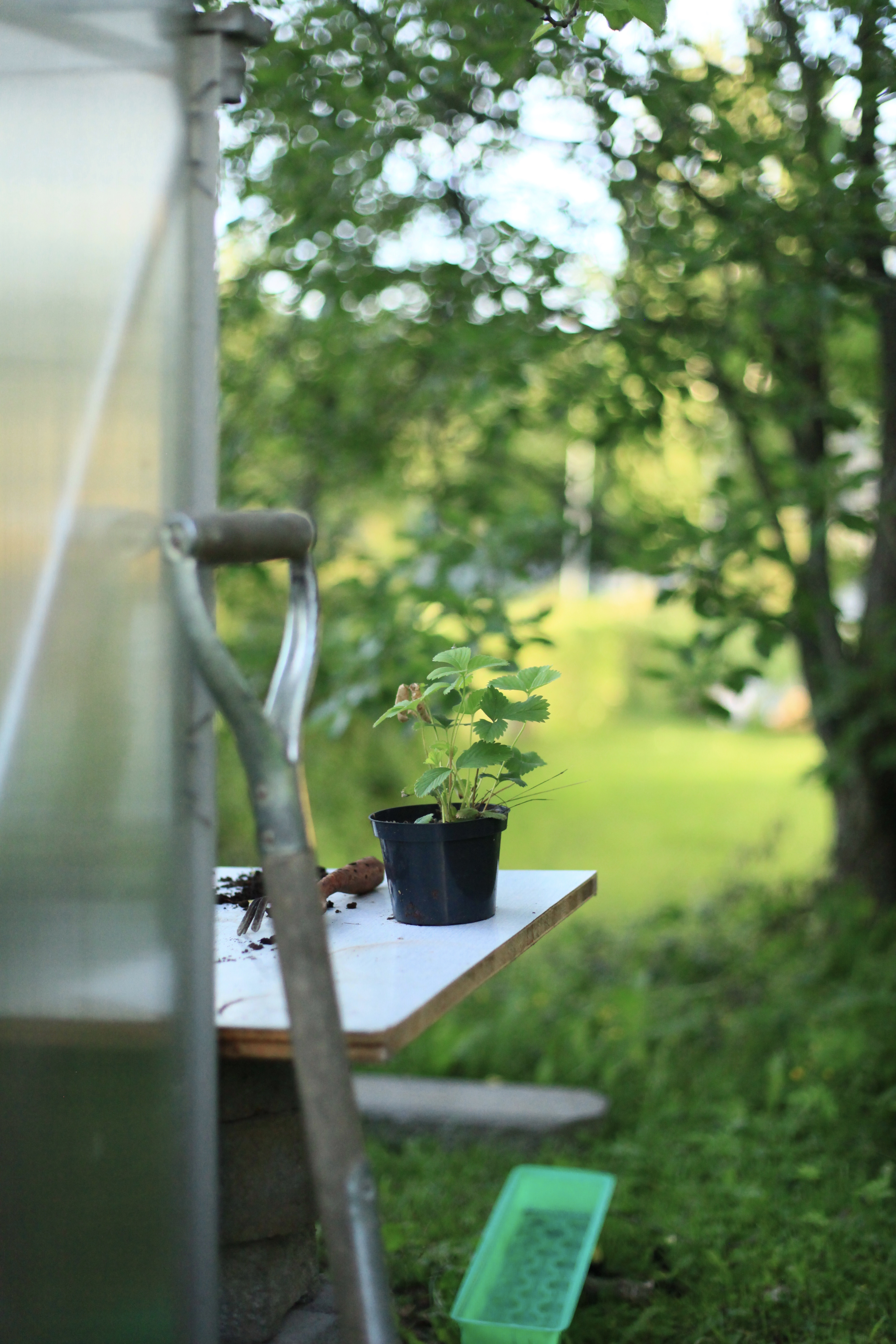 viggos jordgubbsplanta