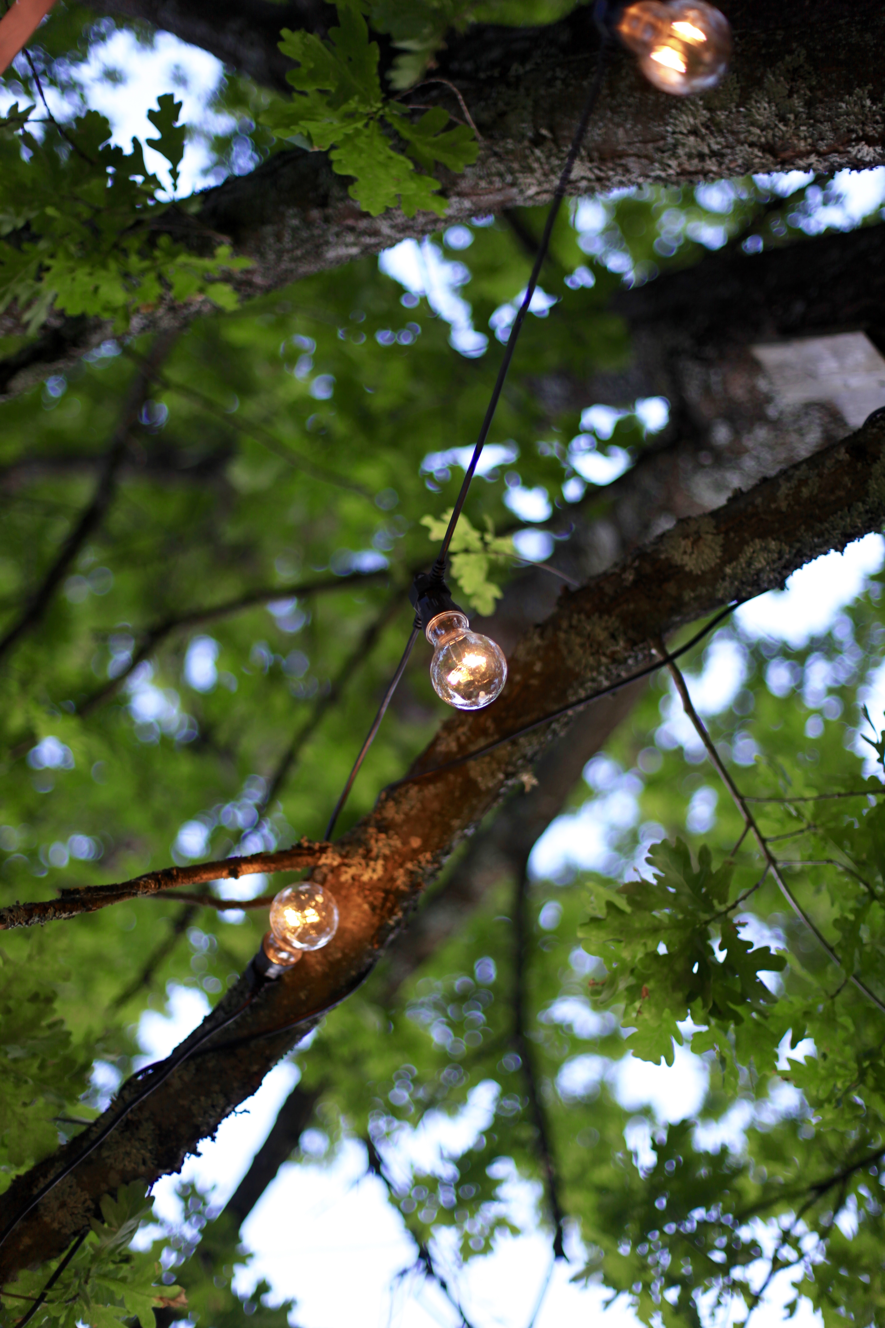 skymning under eken 2