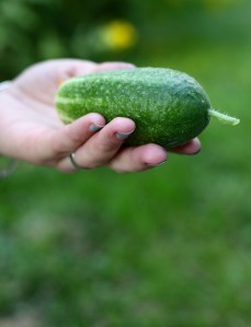 västeråsgurka odla dietistblogg