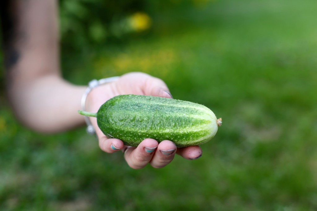 odla gurka i växthus odling