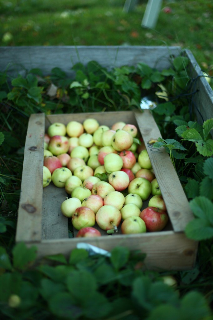 Plocka äpplen trädgårdsäpplen